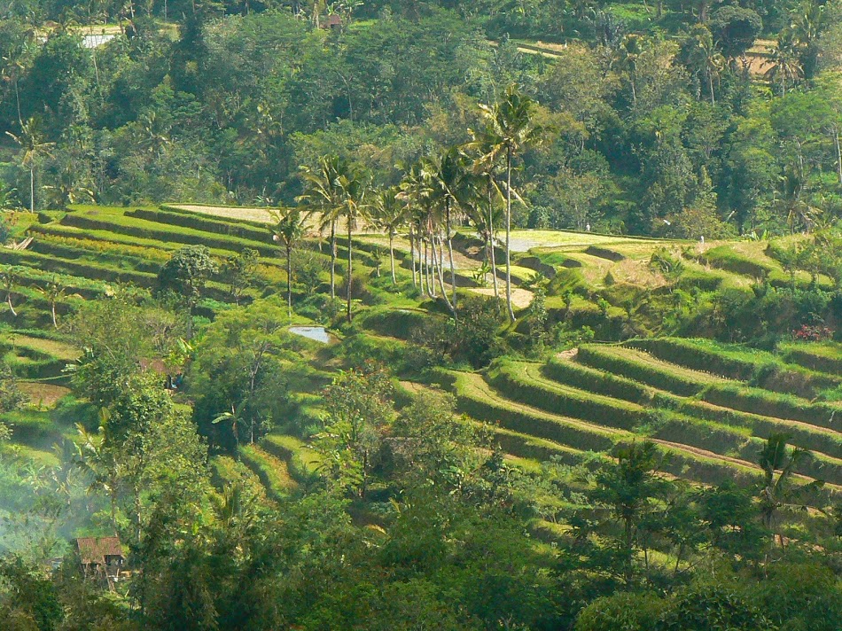 01. Orezarii Bali