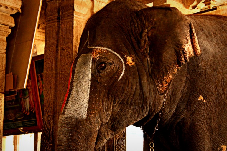 elefant-in-templul-sri-ranganathaswamy-trichy-tamil-nadu-india-770x513